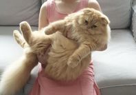 Perser katt