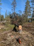 Trädfällning