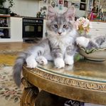 Mainecoon kattungar 