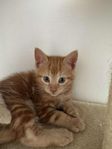 Kattungar