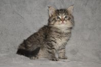 Maine Coon + Norsk Skogkatt