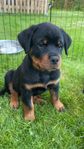 leveransklara rottweilervalpar med stamtavla
