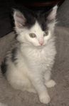 Norsk skogkatt till glädje för liten och stor