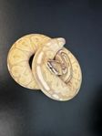 kungspytons + boa 
