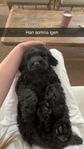 Labradoodle