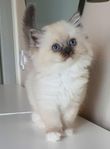 Brittisk långhår/Ragdoll kattungar