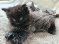 maincoon/skogis