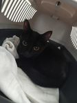 Katt hona omplaceras omgående