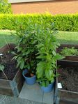 Lagerhäggs plantor 
