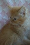 Simon