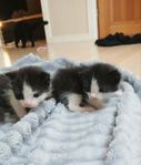 Kattungar