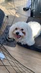 Melteser hund