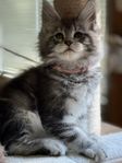Maine Coon med stamtavla