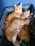 kattungar 