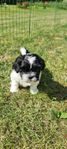 shih tzu- cavalier king charles spaniel 