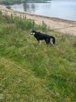 hund 3 år