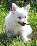 Papillon/Chihuahua/Japansk Spets hanvalp