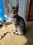 Bengal kattungar med stamtavla