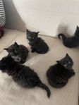 Kattungar för leverans 28/7