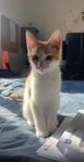 kattunge