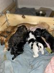 Spaniel korsningar