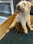 Irish Softcoated wheaten terrier