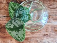 krukväxt Scindapsus pictus exotica