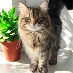 Omplacering Sibiriska Killarna med Stamtavla 