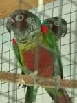  Conure 