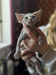 Devon Rex kattungar