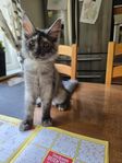 Maine Coon