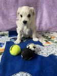 Maltipoo Toy pudel 