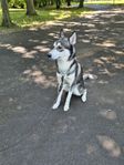 Siberian husky 