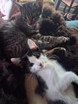 kattungar 