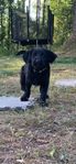 Labradoodle hane 