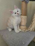 Maine Coon 