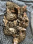 Renrasiga bengal kattungar 