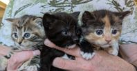 Mysiga kattungar