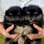 Pomeranian valpar