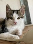Kattungar