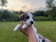 Jack Russell Terrier 