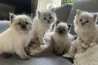 Ragdoll/Neva Masquerade kattungar