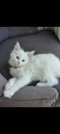 Maine coon