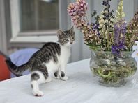 Kattungar leveransklara v.27