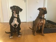 Pitbull valpar med stamtavla 