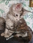 Maine coon kattungar med stamtavla i Sverak