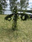 Midsommarstång 