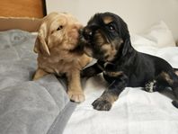 Cocker Spaniel 