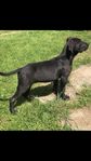 Presa Canario