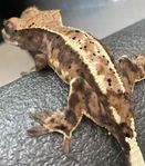 Cappuccino 0.0.1 Ögonfransgecko. Intressekoll.
